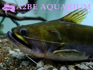 아스테로 &quot;바트라쿠스&quot;아마존 메가 마우스 / Asterophysus batrachus wild 20cm