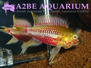 아피스토그라마 홍슬로이 슈퍼레드 / Apistogramma hongsloi Super Red 한쌍 