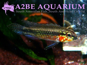 아피스토그라마 엘리자베세 레드 벨리 한쌍 (Apistogramma Elizabethae RED BELLY)