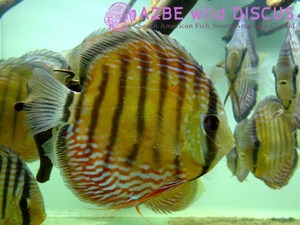 야생 디스커스 &quot;알랜큐어 큐이피아 레드&quot; / Discus wild RED &quot;Alenquer Cuipeua&quot; 14cm [AC1307J] 