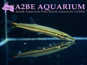 Acestrorhynchus isalinae wild (바라쿠다) 9-10cm급 