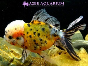 Calico Oranda Orange [141021_A] (12-13cm전후)