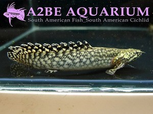 폴립테루스 오르나티피니스 Polypterus ornatipinnis