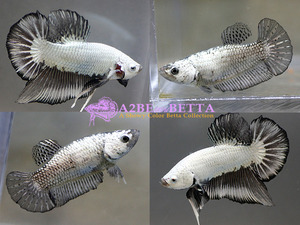 [1Pair Set] 블랙 드래곤 플라캇 한쌍 / Thailand InterFish &quot; Black Dragon &quot; Plakat / [150729_A4 Black Dragon Betta Set A] 