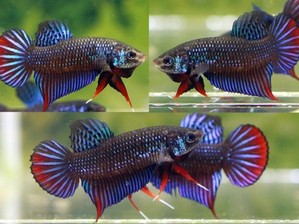 [1pair set] 야생베타 &#039;임벨리스&#039; / WILD BETTA &#039;IMBELLIS&#039; [Random pair set]