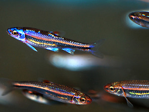 레인보우 샤이너 / ( Common name : Rainbow shiner ) Notropis chrosomus (3cm전후) 