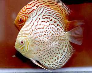 Discus Lss S28 Albino / 디스커스 알비노 태양성 [14-15CM전후 성어급 한쌍]