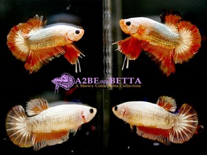 코퍼 레드 마블 플라캇 1쌍 / Copper Red Marble PK / [ 1223_setA ]