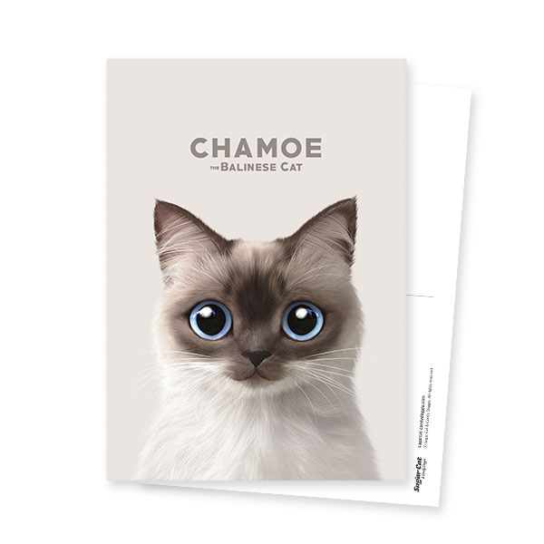 Chamoe Postcard