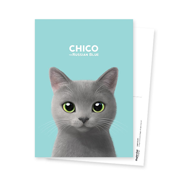 Chico the Russian Blue Postcard