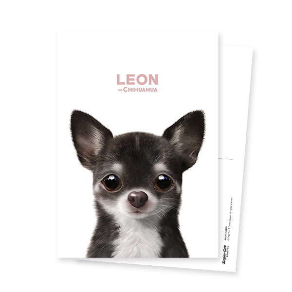 Leon the Chihuahua Postcard