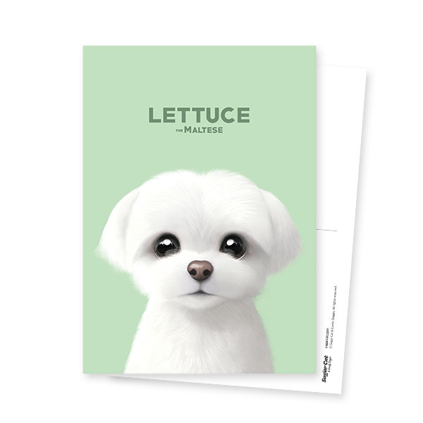 Lettuce the Meltese Postcard
