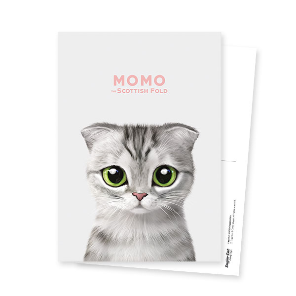 Momo the Scottish Fold Postcard