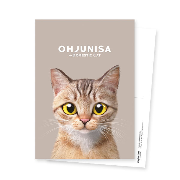 Ohjunisa the Stray Cat Postcard