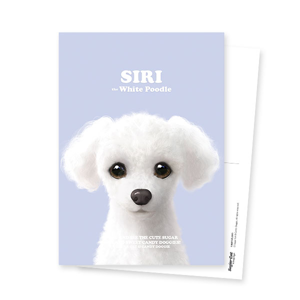 Siri the White Poodle Retro Postcard