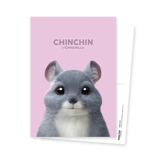 Chinchin the Chinchilla Postcard