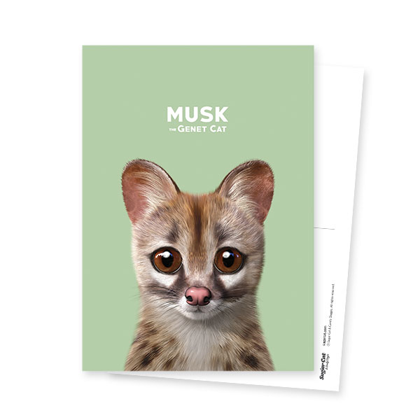 Musk the Genet Cat Postcard