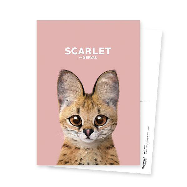 Scarlet the Serval Postcard