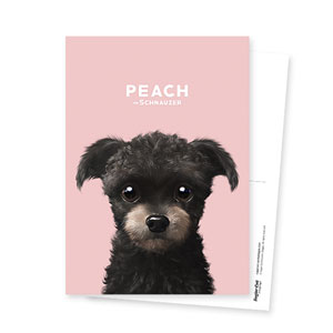 Peach the Schnauzer Postcard