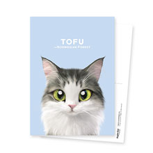 Tofu the Norwegian Forest cat Postcard