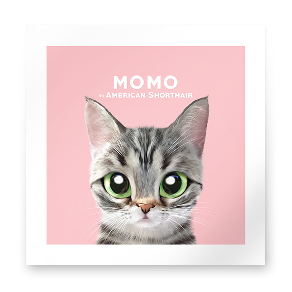 Momo the American shorthair cat Art Print