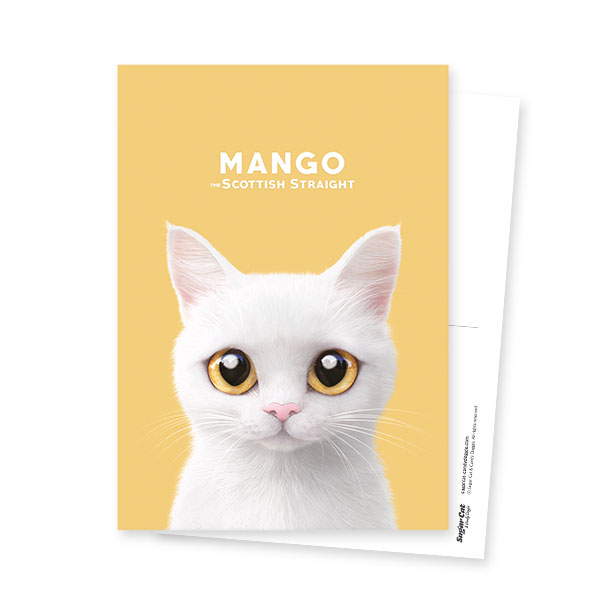 Mango the Scottish Straight Postcard