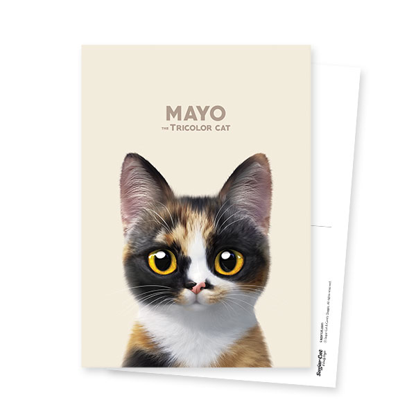 Mayo the Tricolor cat Postcard