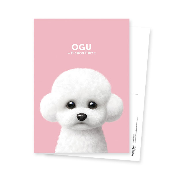 Ogu the Bichon Postcard