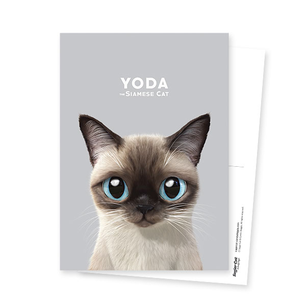 Yoda the Siamese cat Postcard