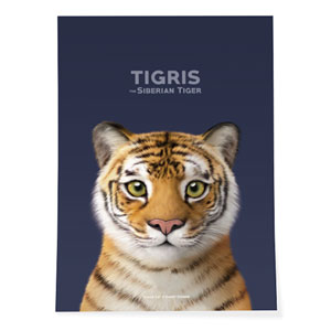 Tigris the Siberian Tiger Art Poster