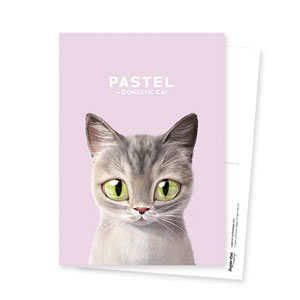 Pastel the Stray cat Postcard