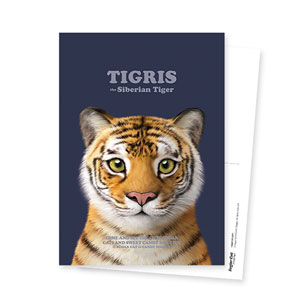 Tigris the Siberian Tiger Retro Postcard