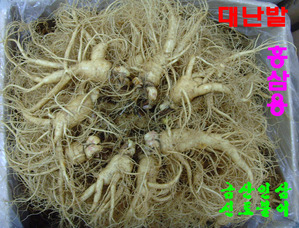 홍삼용 대난발삼 750g 1채(8-9뿌리)