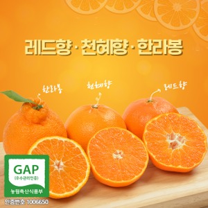 천혜향 한라봉 명품 로얄과 제주 산지직송 GAP 저탄소