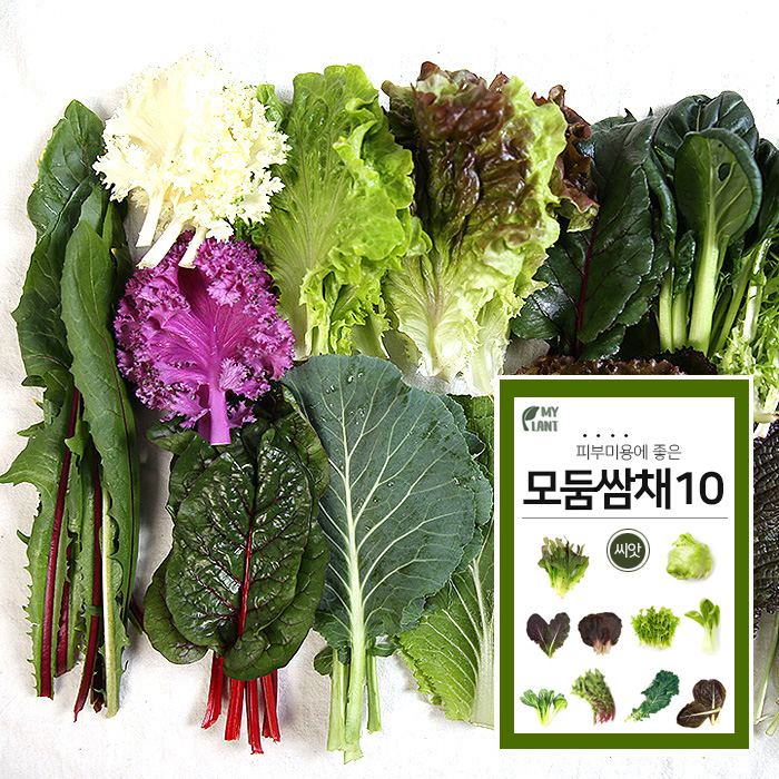모둠쌈채소 10종 - 마이플랜트