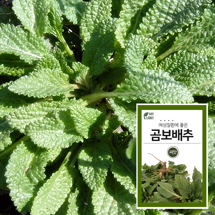 곰보배추