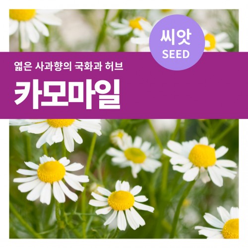 카모마일 씨앗 500립