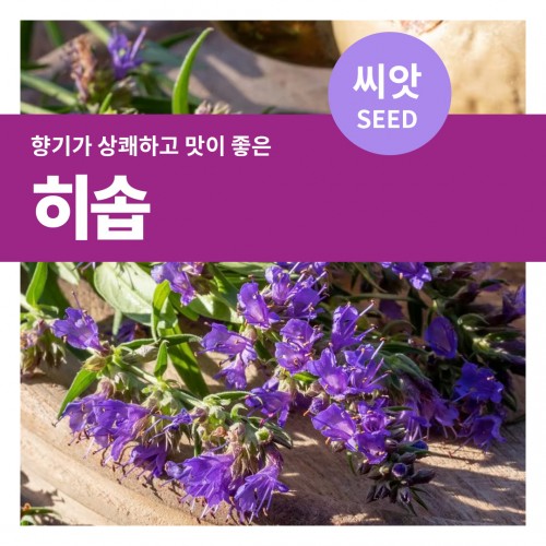 히솝 씨앗 200립