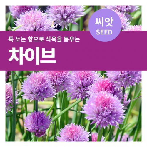 차이브 씨앗 400립(1g)