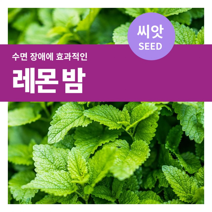 레몬밤 씨앗 200립(1g)