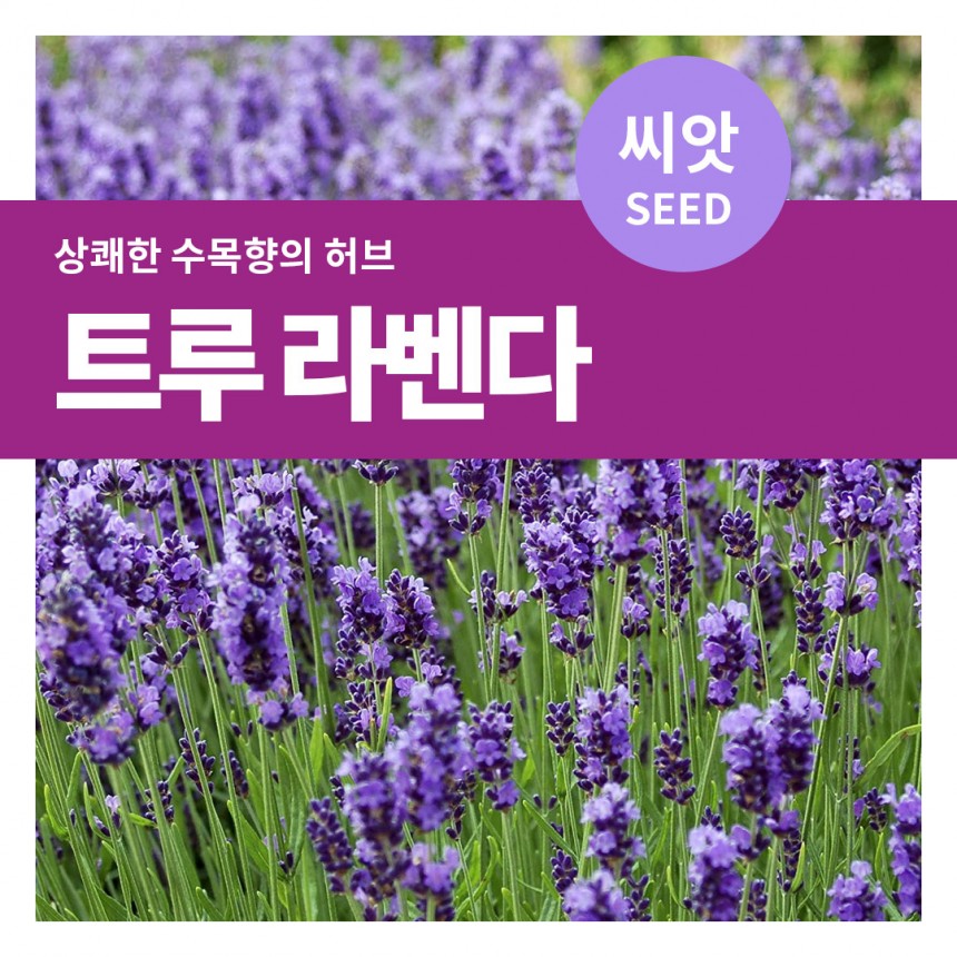 트루 라벤다 씨앗 150립