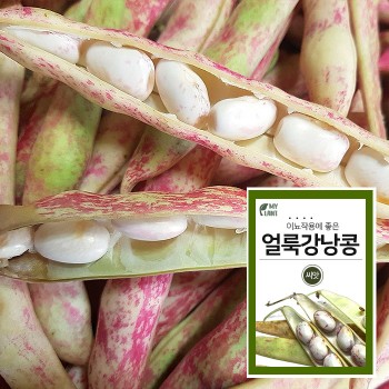 얼룩이 강낭콩