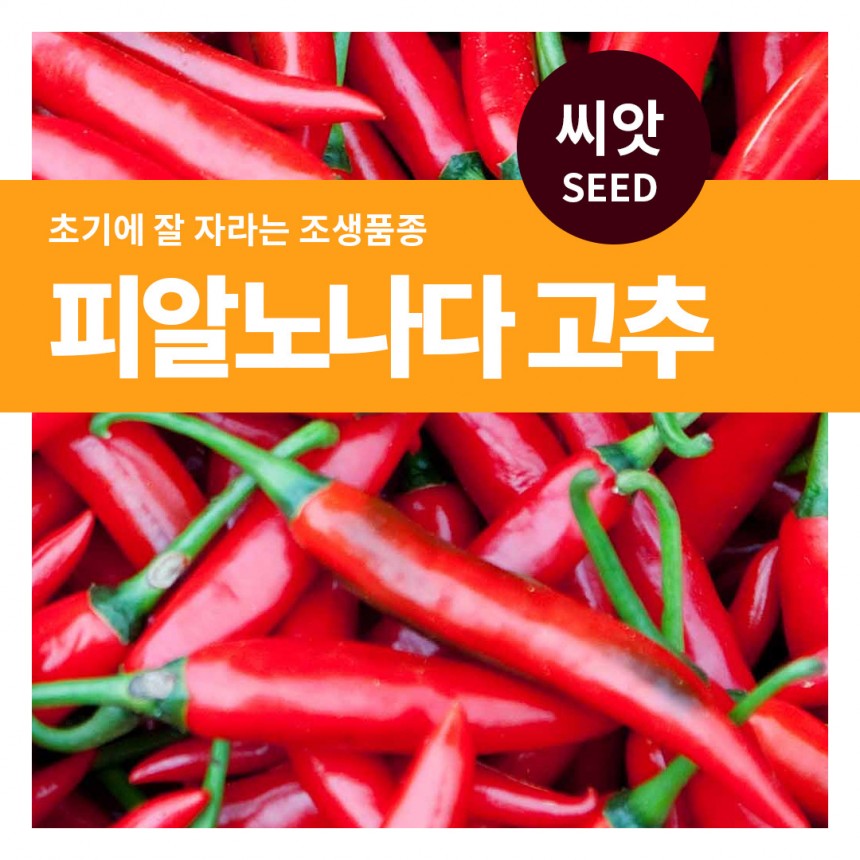 피알 노나다 고추 씨앗 15립