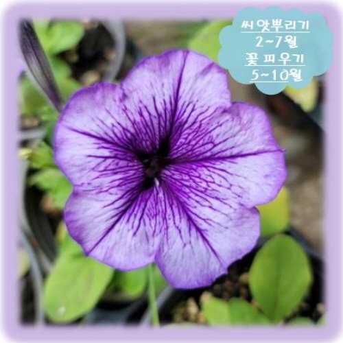 234.사피니아-퍼플스타-50립