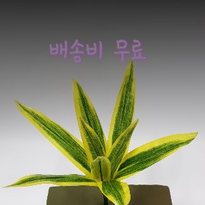 2101. 와네끼 小 (500송이 1박스) (잎길이 18cm 전체길이 31cm)