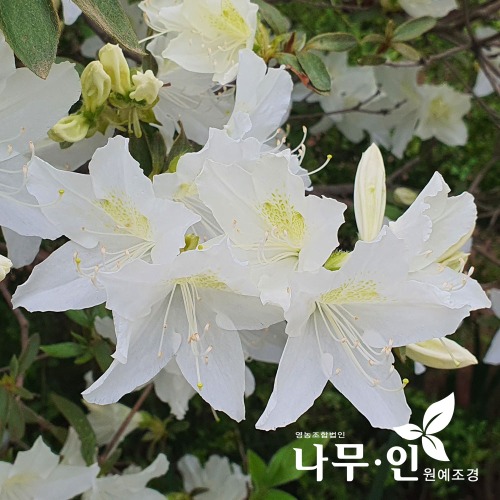 백철쭉 개화주