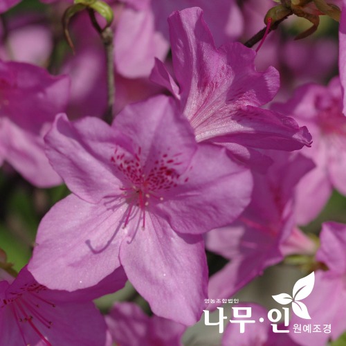 산철쭉 개화주