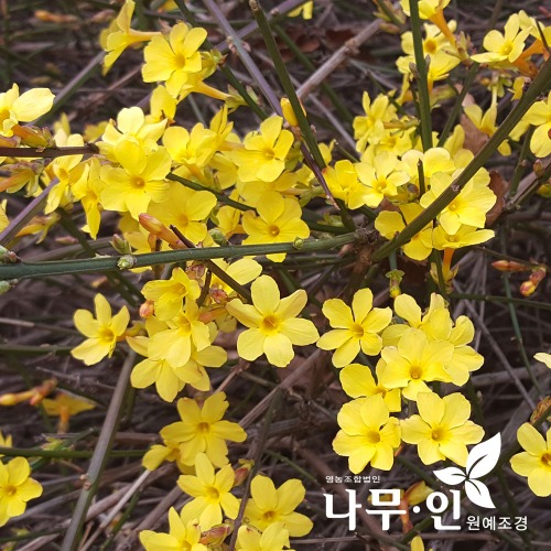 영춘화 개화주 키50~70cm 포트묘