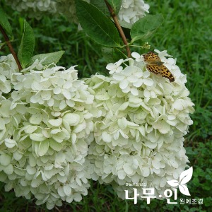 목수국(나무수국) 개화주