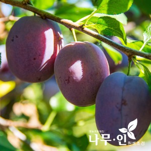 푸룬 서양자두 결실주